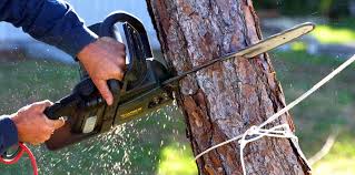 How Our Tree Care Process Works  in  Bonita, CA