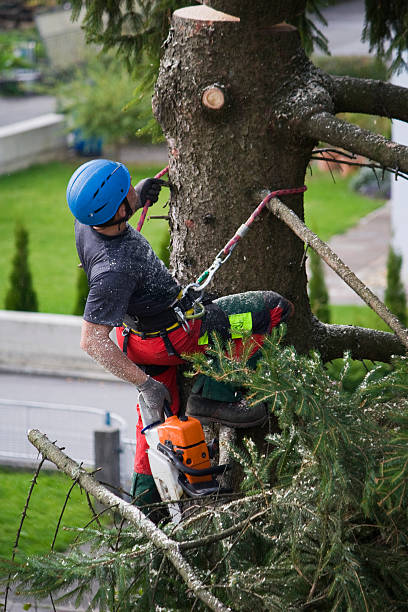 Reliable Bonita, CA Tree Services Solutions